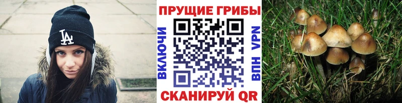 Купить где  Южно-Сухокумск  Псилоцибиновые грибы мухоморы 